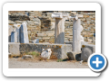 Egeo Meridionale - Isola di Delos 019