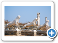 Egeo Meridionale - Isola di Delos 022