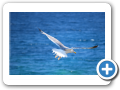 Egeo Meridionale - Isola di Mykonos 128