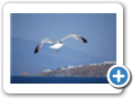 Egeo Meridionale - Isola di Mykonos 129