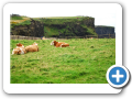 Contea di Clare - Cliff's of Moher 022