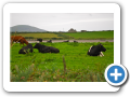 Contea di Kerry - Ring of Kerry 059