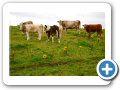 Contea di Sligo - Raughly Harbur 001