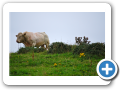 Contea di Sligo - Raughly Harbur 007