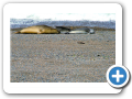 Chubut Caleta Valdes  2008 002