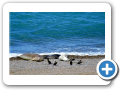 Chubut Caleta Valdes  2008 003