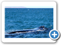 Chubut Puerto Piramides 2008 001