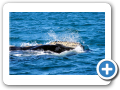 Chubut Puerto Piramides 2008 002