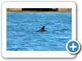 Chubut Puerto Piramides 2008 003