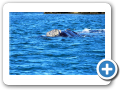 Chubut Puerto Piramides 2008 006