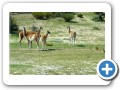 Chubut Punta Tombo 2008 001