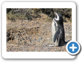 Chubut Punta Tombo 2008 002