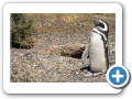 Chubut Punta Tombo 2008 003