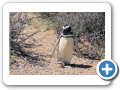 Chubut Punta Tombo 2008 004