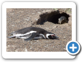 Chubut Punta Tombo 2008 006