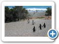 Chubut Punta Tombo 2008 007