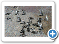 Chubut Punta Tombo 2008 008