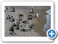 Chubut Punta Tombo 2008 009