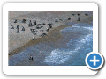 Chubut Punta Tombo 2008 014