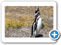 Chubut Punta Tombo 2008 018