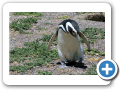 Chubut Punta Tombo 2008 022