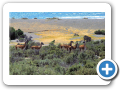 Chubut Punta Tombo 2008 023