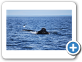 Chubut Puerto Piramides 2010 009