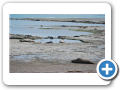 Chubut Punta Delgada 2010 019