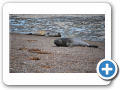 Chubut Punta Delgada 2010 020