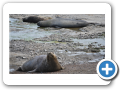 Chubut Punta Delgada 2010 032