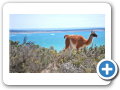 Chubut Punta Tombo 2010 003