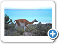 Chubut Punta Tombo 2010 005