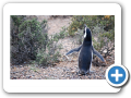 Chubut Punta Tombo 2010 007