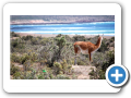 Chubut Punta Tombo 2010 008
