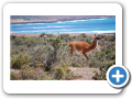Chubut Punta Tombo 2010 009