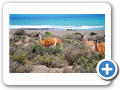Chubut Punta Tombo 2010 010
