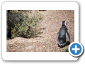 Chubut Punta Tombo 2010 011