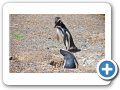 Chubut Punta Tombo 2010 013