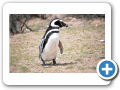 Chubut Punta Tombo 2010 050