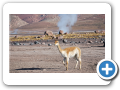 Deserto de Atacama  Geiser del Tatio 051