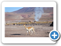 Deserto de Atacama  Geiser del Tatio 052
