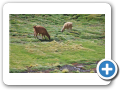 Deserto de Atacama  Machuca 018