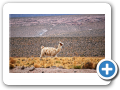 Deserto de Atacama  tra Cile e Bolivia 030