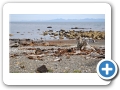 Punta Arenas Pinguinera Seno Otway 018