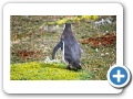 Punta Arenas Pinguinera Seno Otway 024