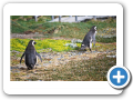 Punta Arenas Pinguinera Seno Otway 025