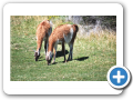 Torres del Paine 101