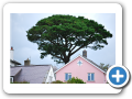 Criccieth 2010 011