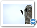Clonmacnoise 2009 34