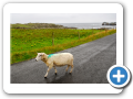Malin Head 2009 6